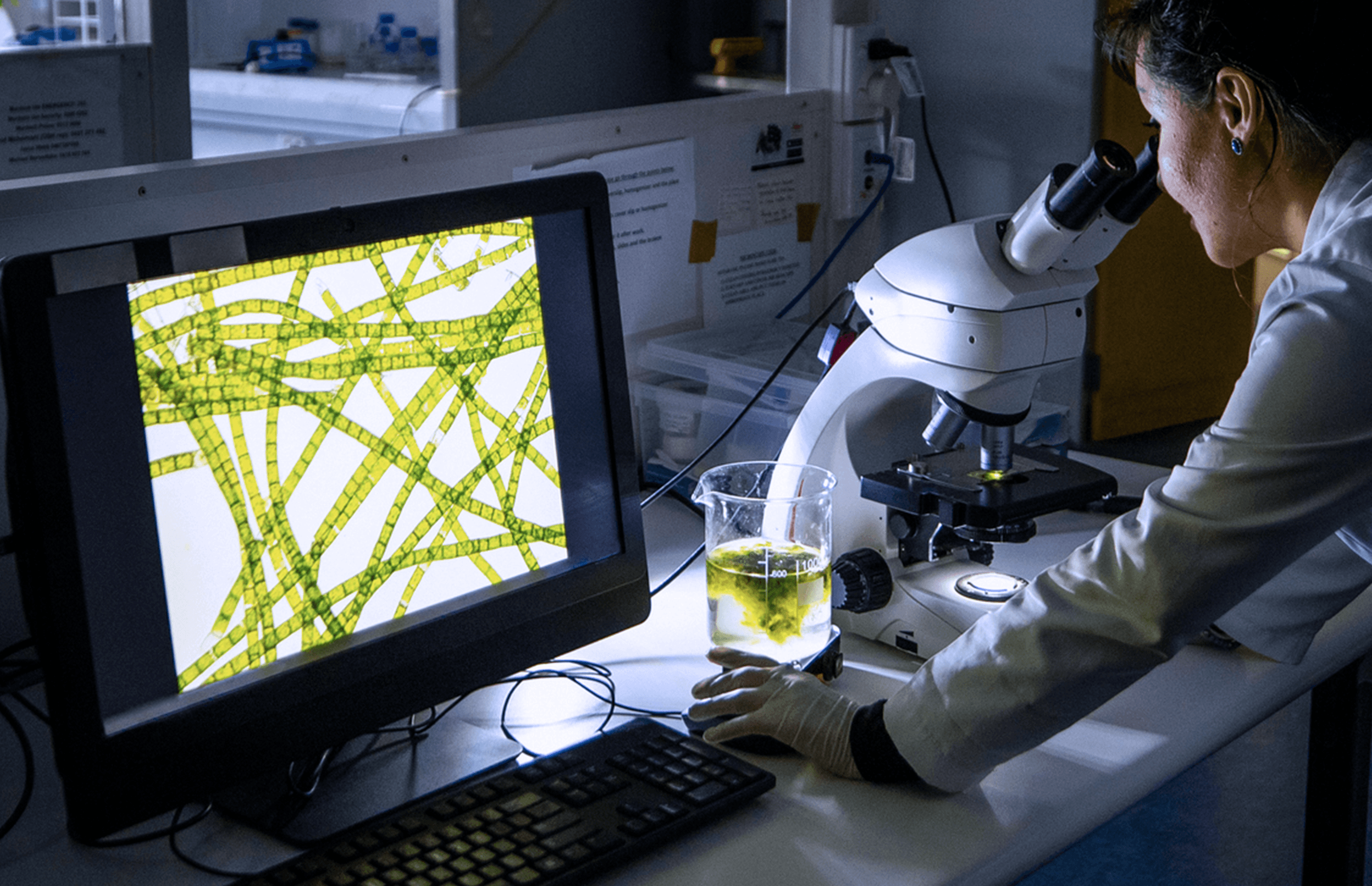 Algae and mycelium in Italian sustainable biodesign