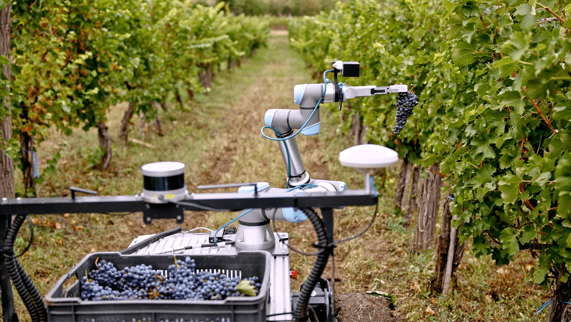 Immagine interna per articolo "Agricoltura di precisione in Italia: innovazione, casi d’uso e sfide per il futuro"